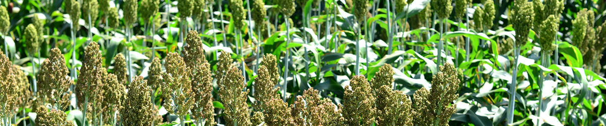 sorghum_inside_banner