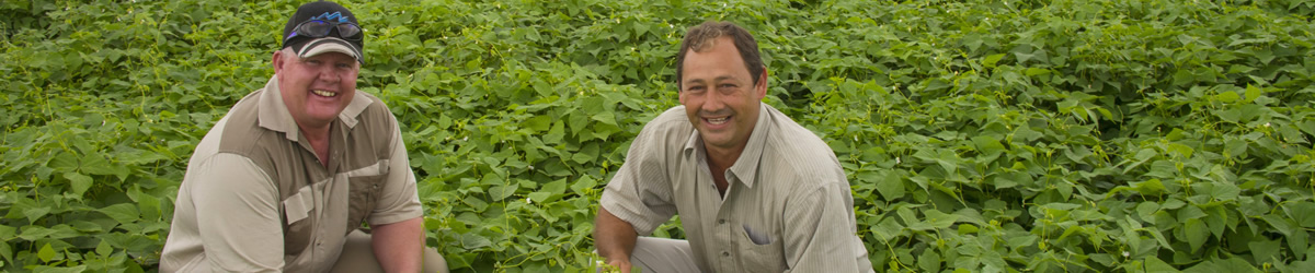 sugarbeans_inside_banner